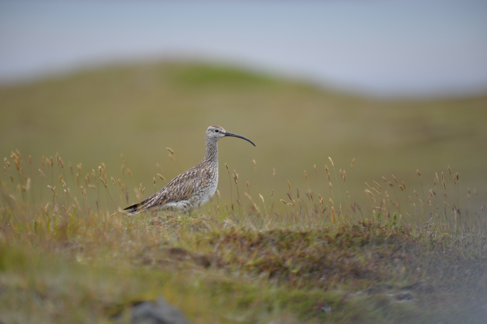 Regenbrachvogel