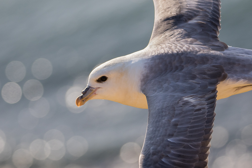 Eissturmvogel