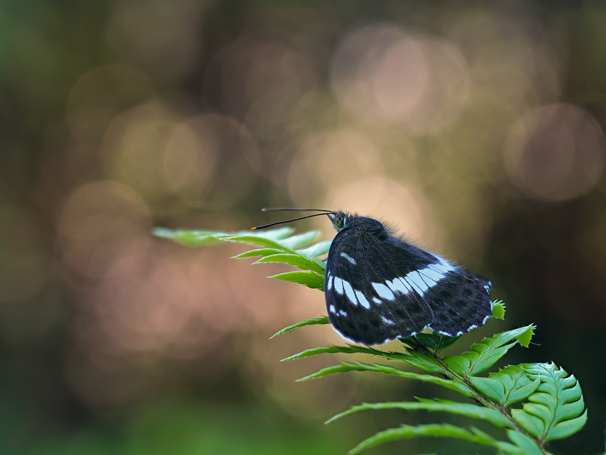 Kleiner Eisvogel