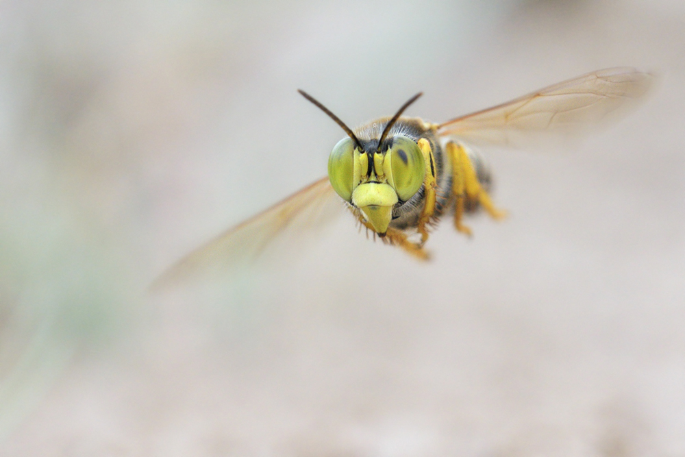 Bembix im Anflug ...