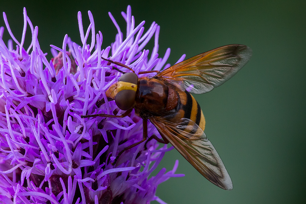 Hornissenschwebfliege (Volucella zonaria)