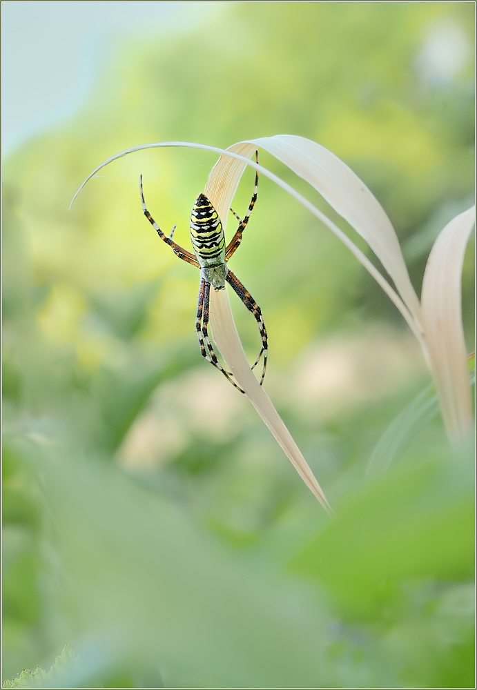 *Argiope bruennichi*