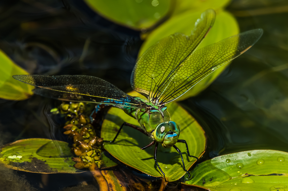 Große Königslibelle (Anax Imperator)