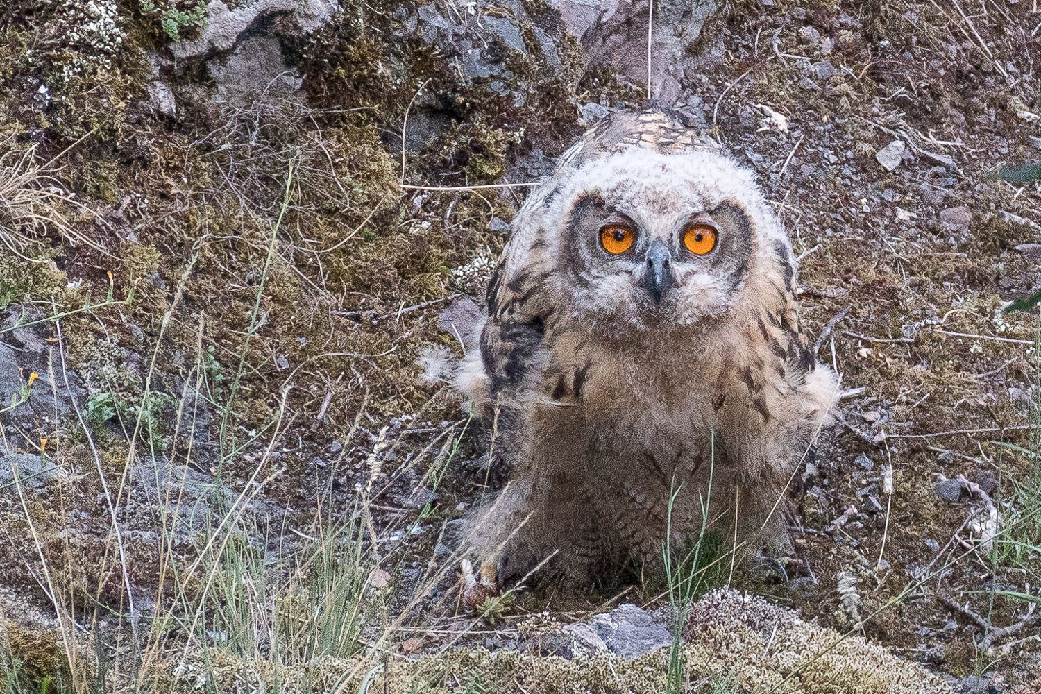 Faszinierende Augen