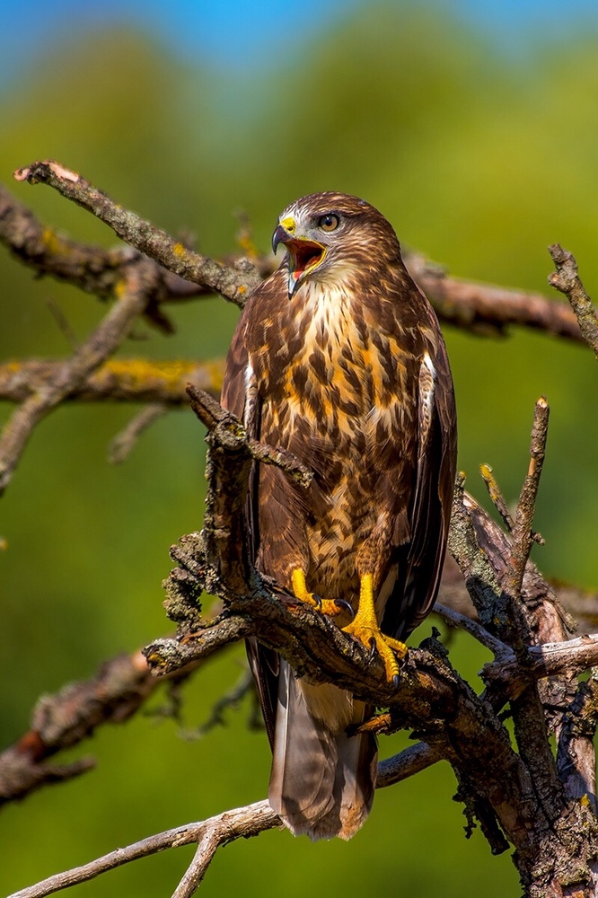 Mäusebussard