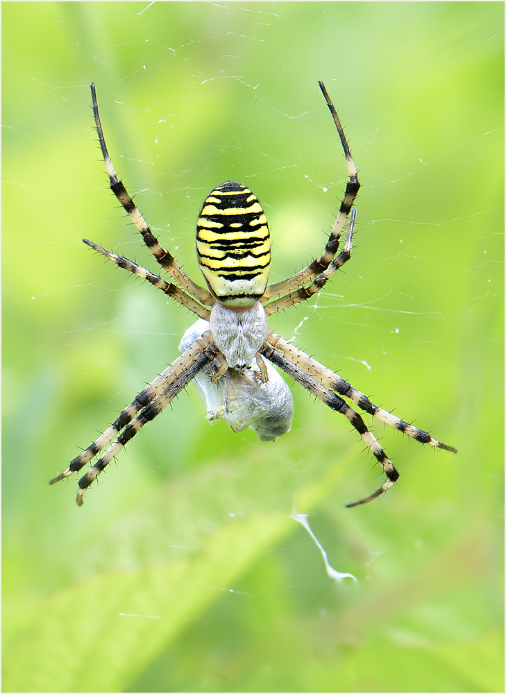 *Argiope bruennichi_2*