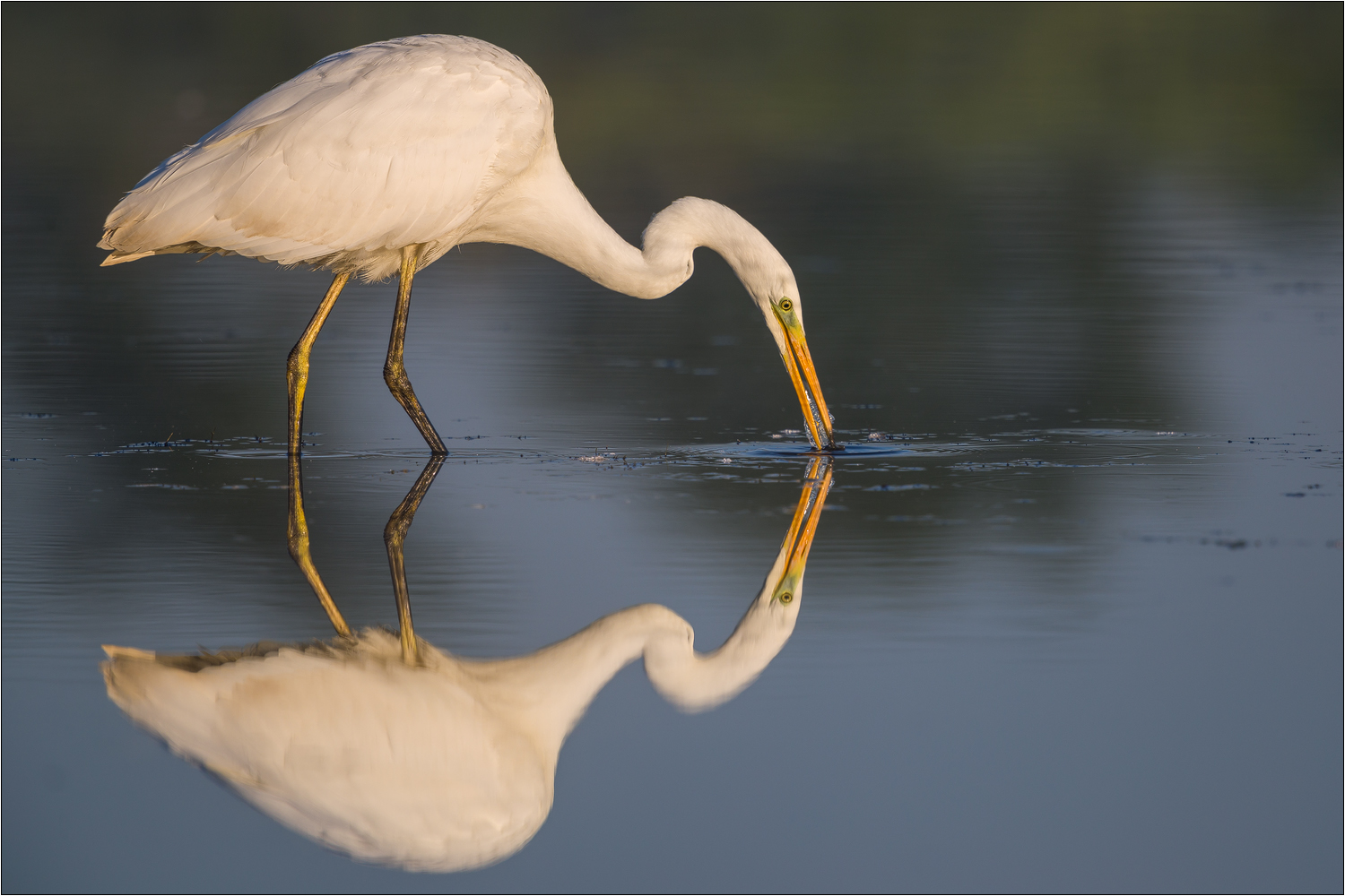 Spiegelreiher ....