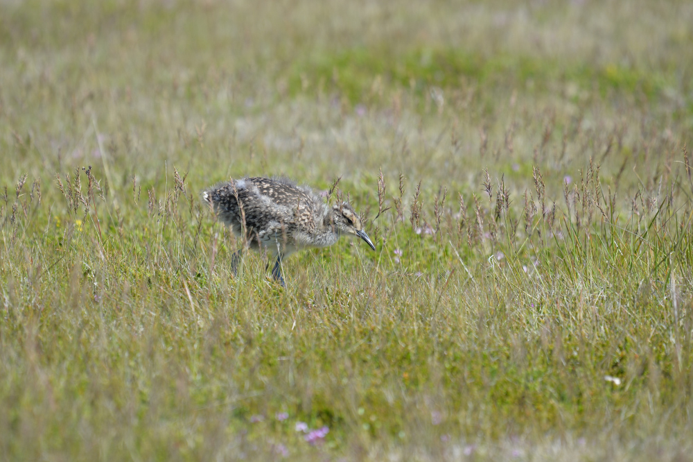 Regenbrachvogel junior