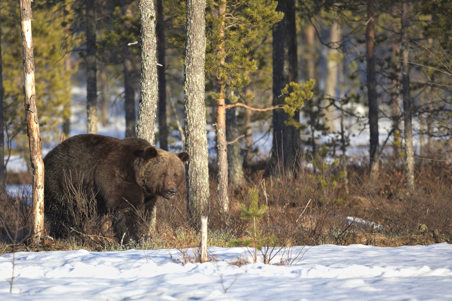Braunbär im letzten Schnee