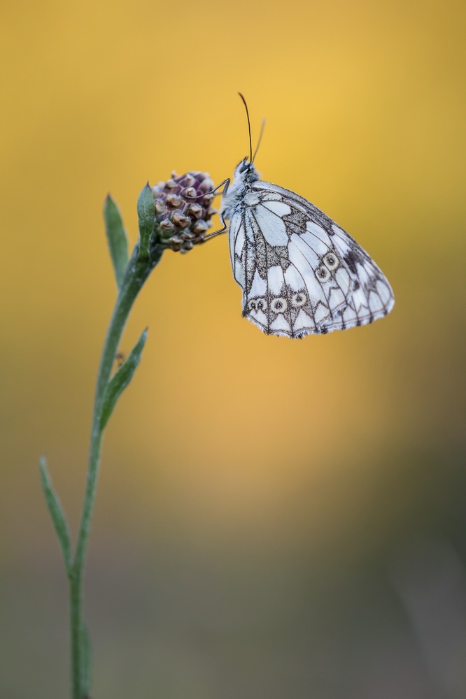 Schachbrettfalter im Abendlicht