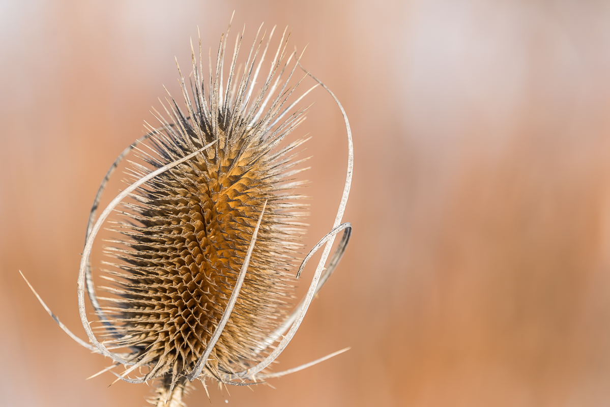 Wilde Karde (Dipascus fullonum)