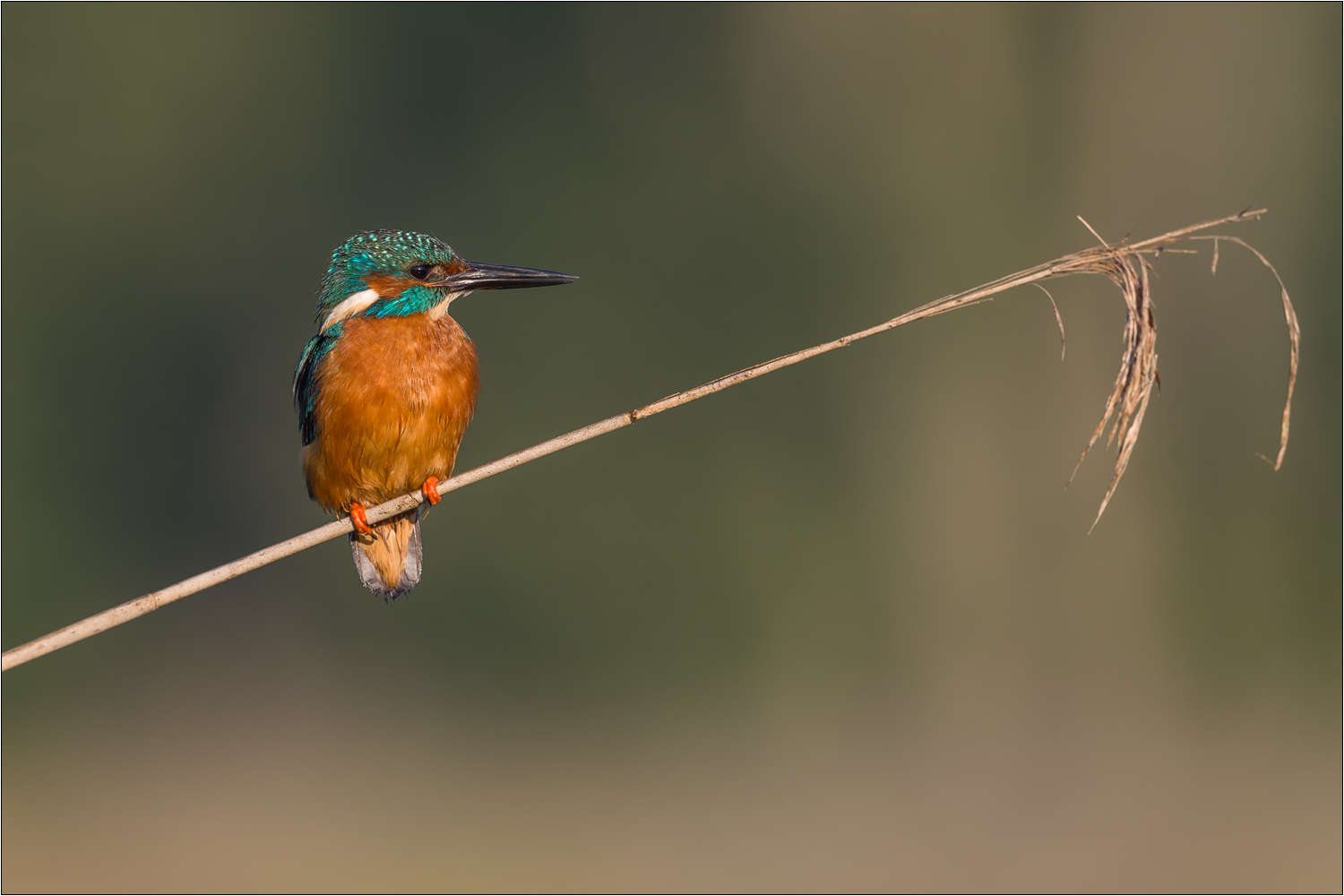 Eisvogel ...