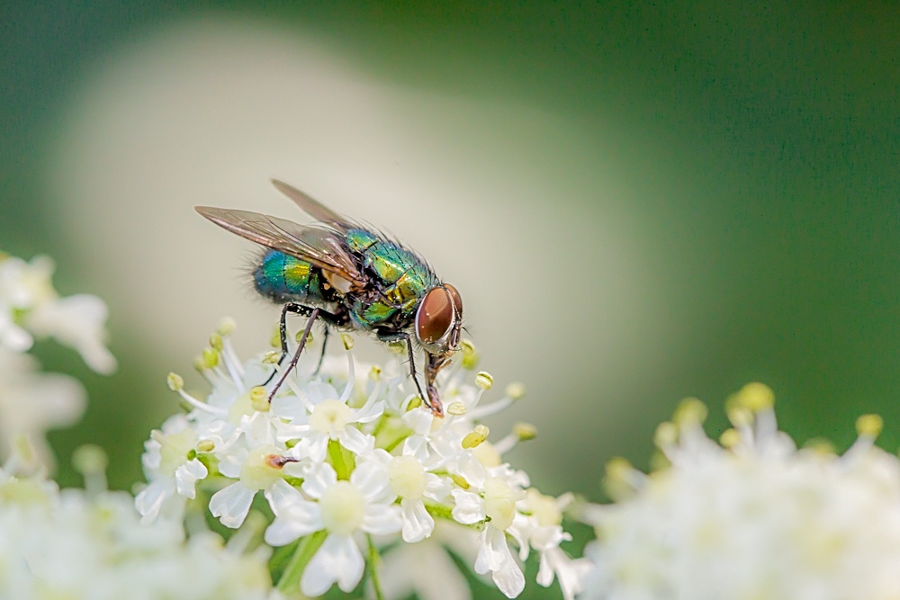 Schmeißfliege