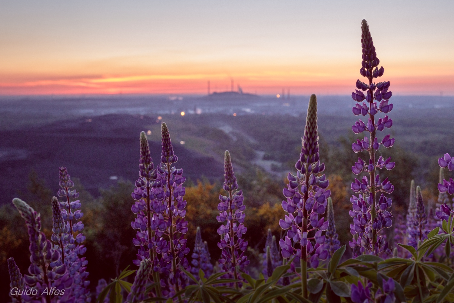 Lupinenmorgen