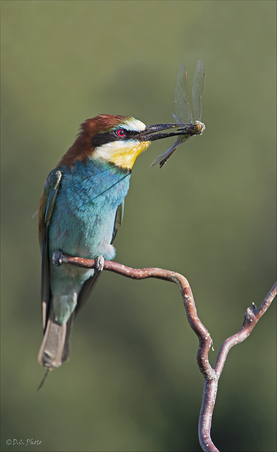 Bee-eater II.