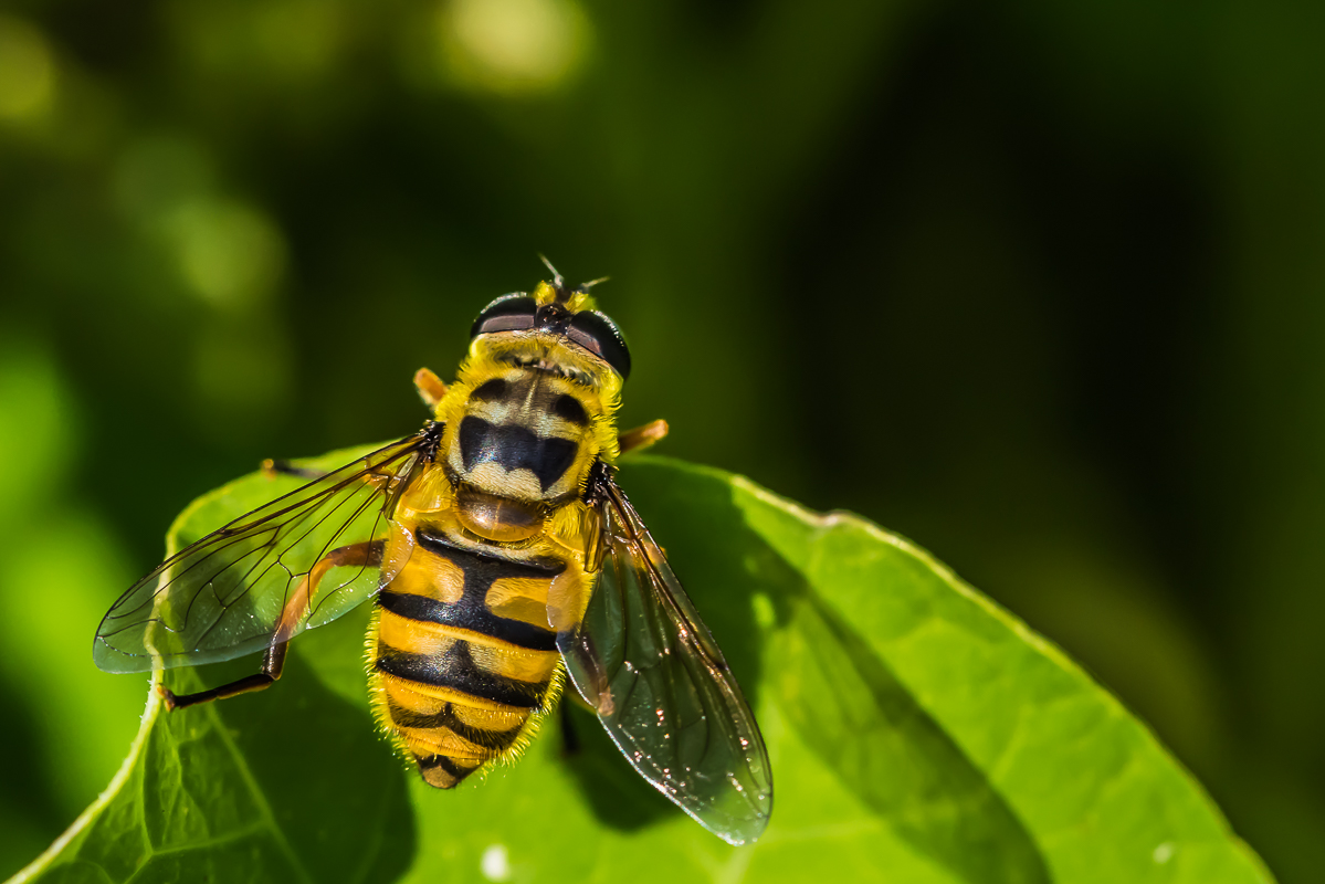 Totenkopfschwebfliege (Myathropa florea)