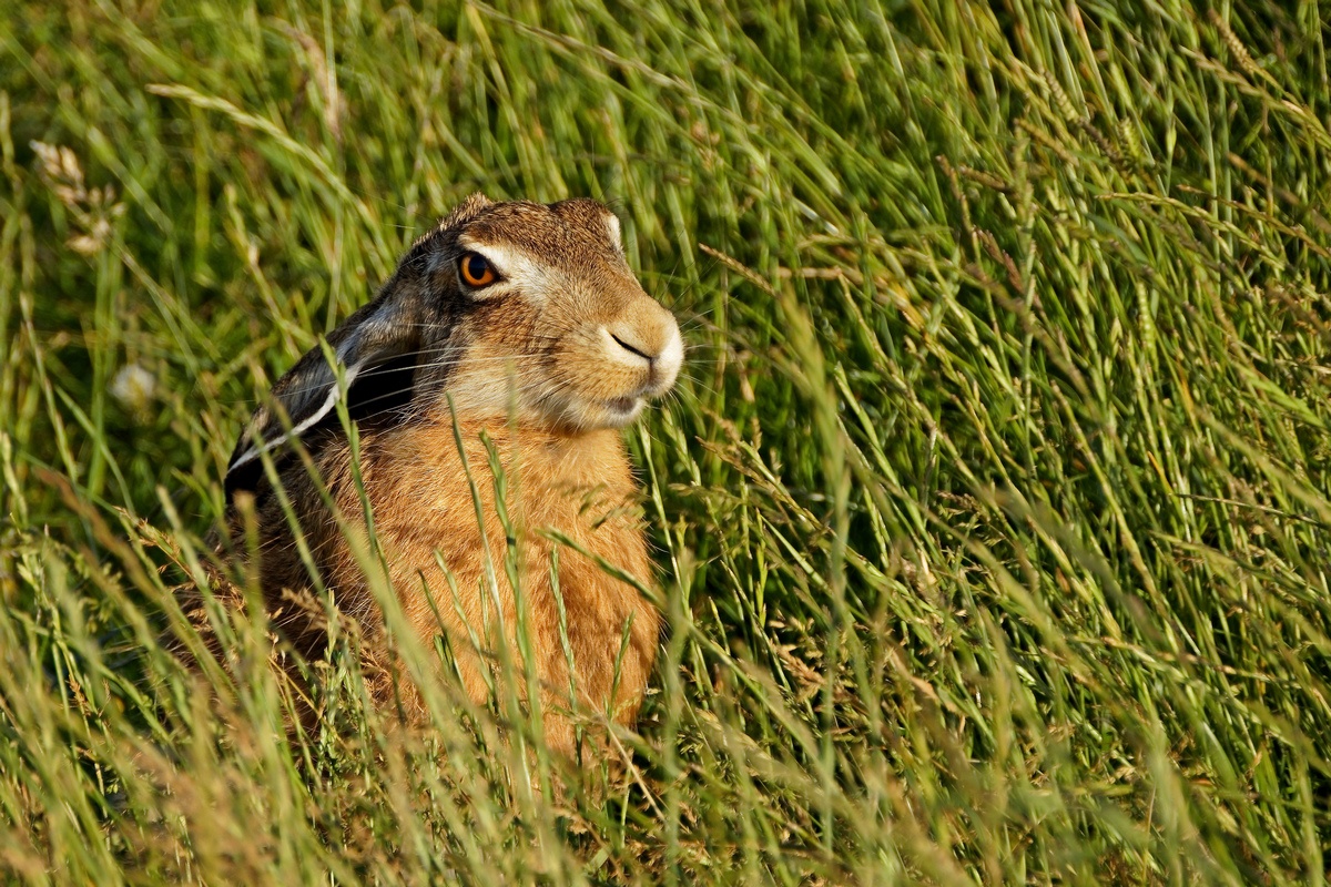 Feldhase (Lepus europaeus)