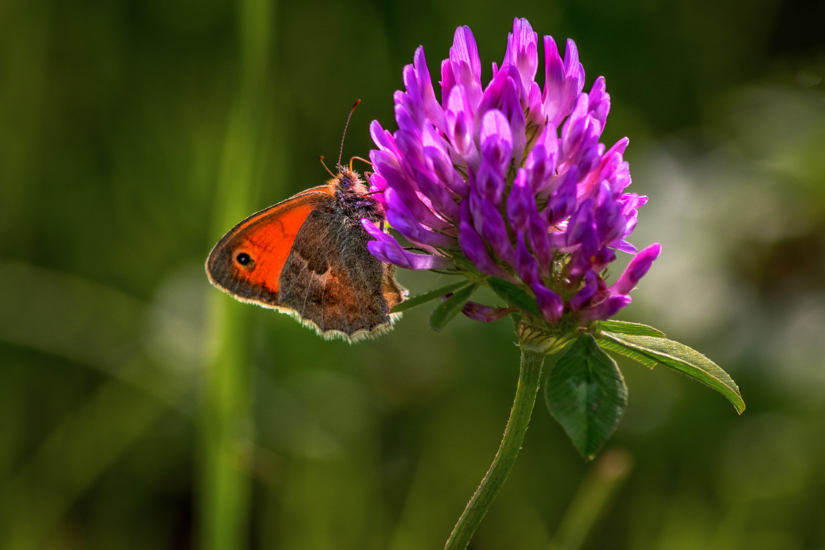 Schmetterling aber was für einer?