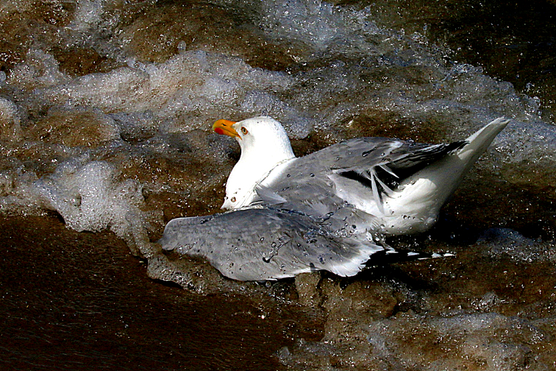 Splish Splash