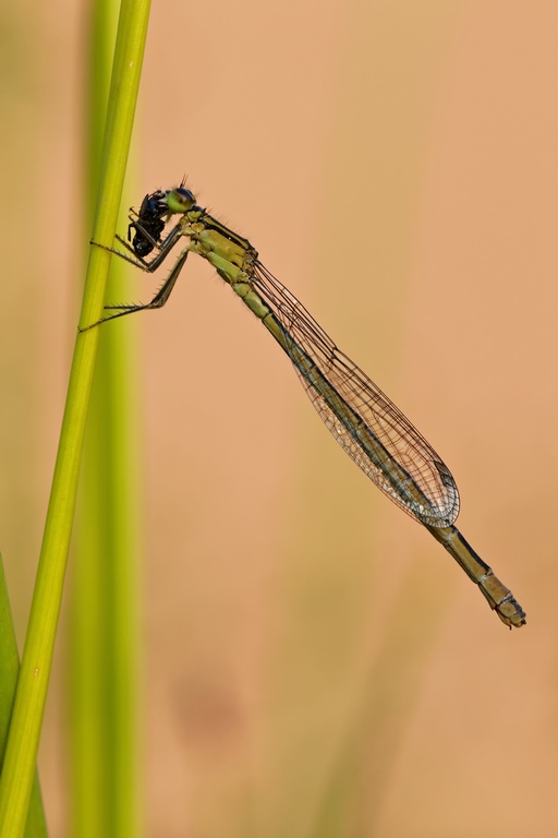 Große Pechlibelle (Ischnura elegans)