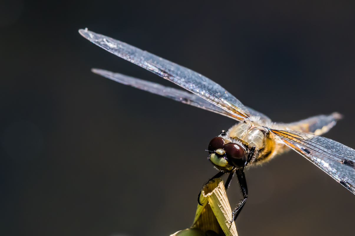 Vierflecklibelle (Libellula quadrimaculata)