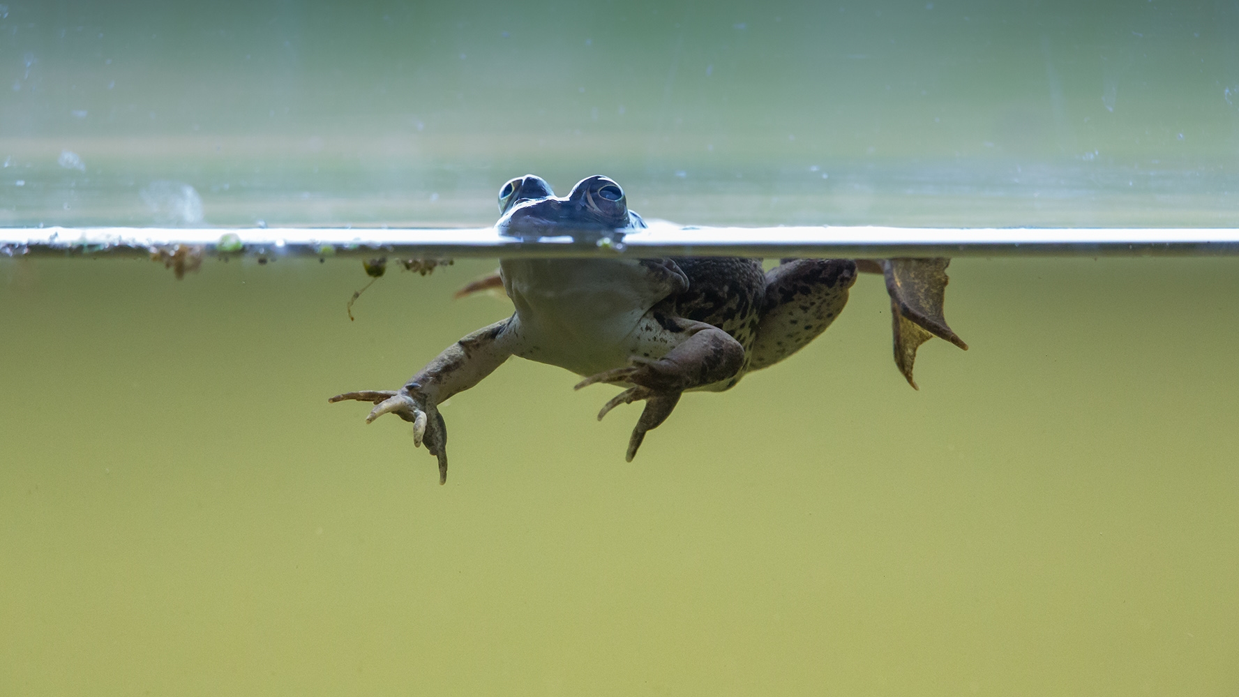Teichfrosch