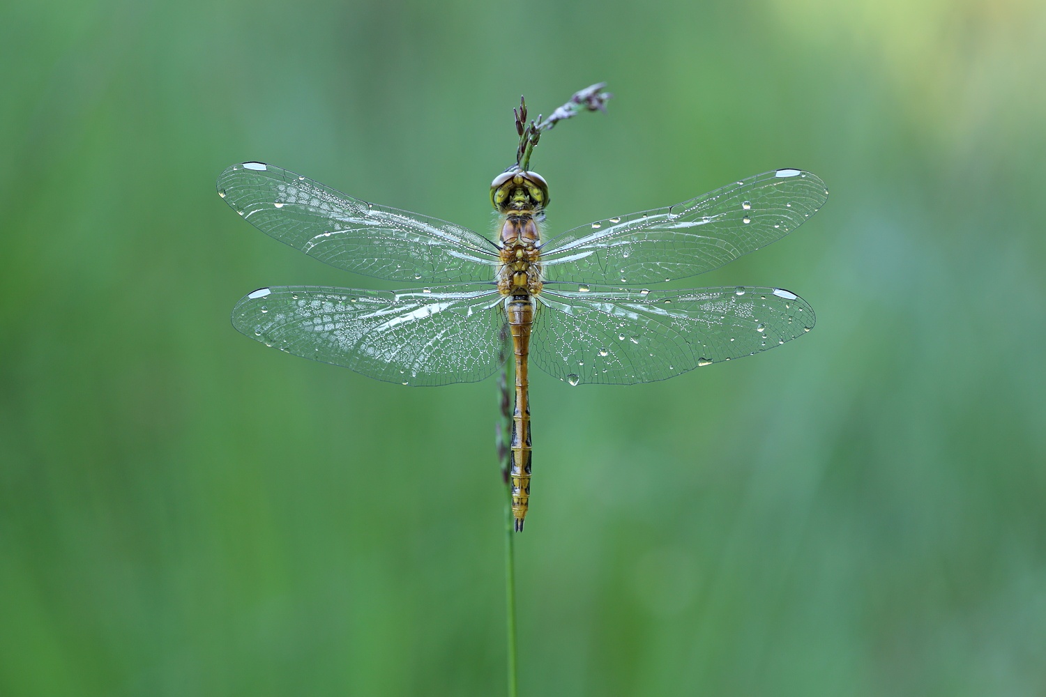 Schwarze Heidelibelle