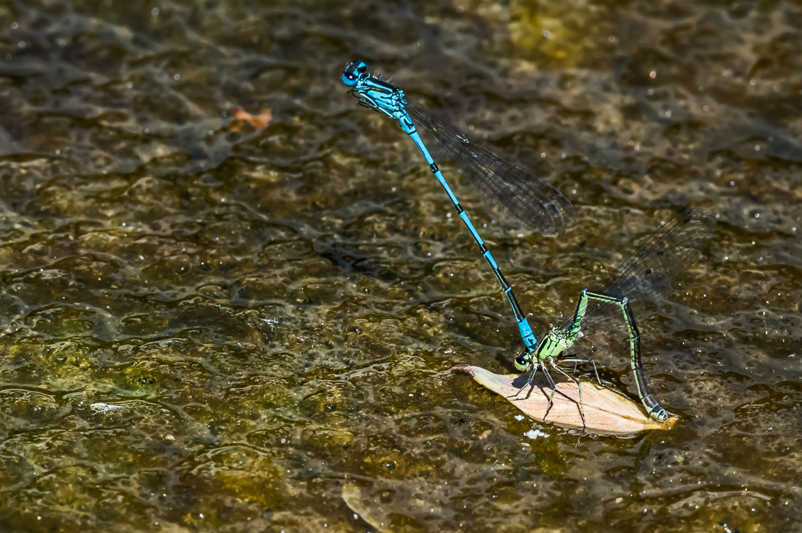 Hufeisen Azurjungfer (Coenagrion puella)