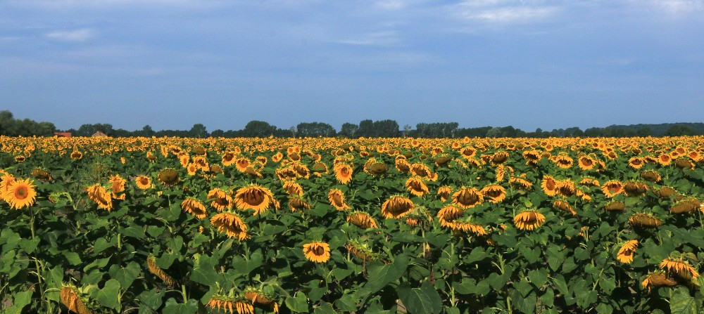 Sonnenblumenpanorama