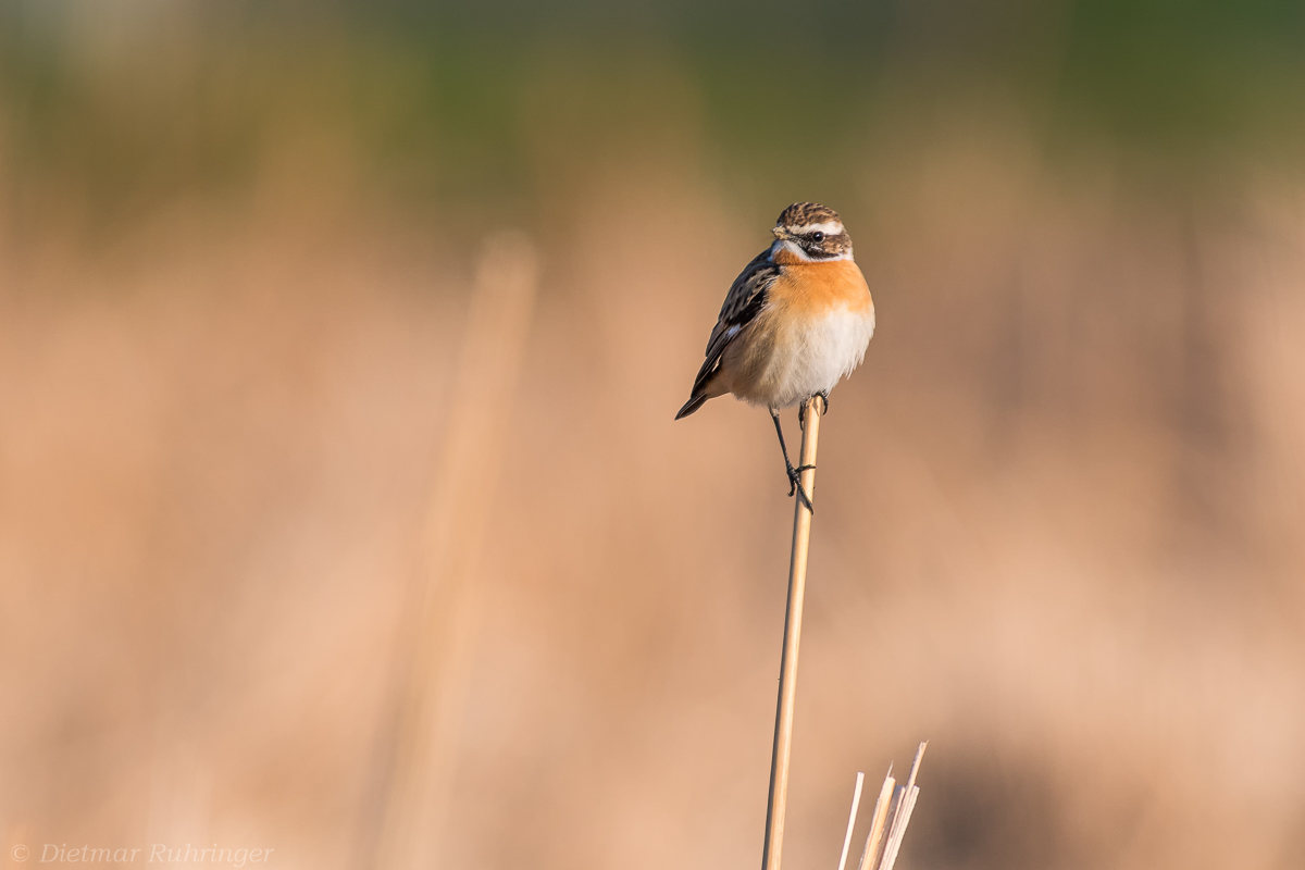 Braunkehlchen