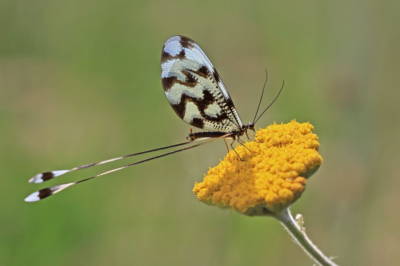 Fadenhaft - Nemoptera Sinuata