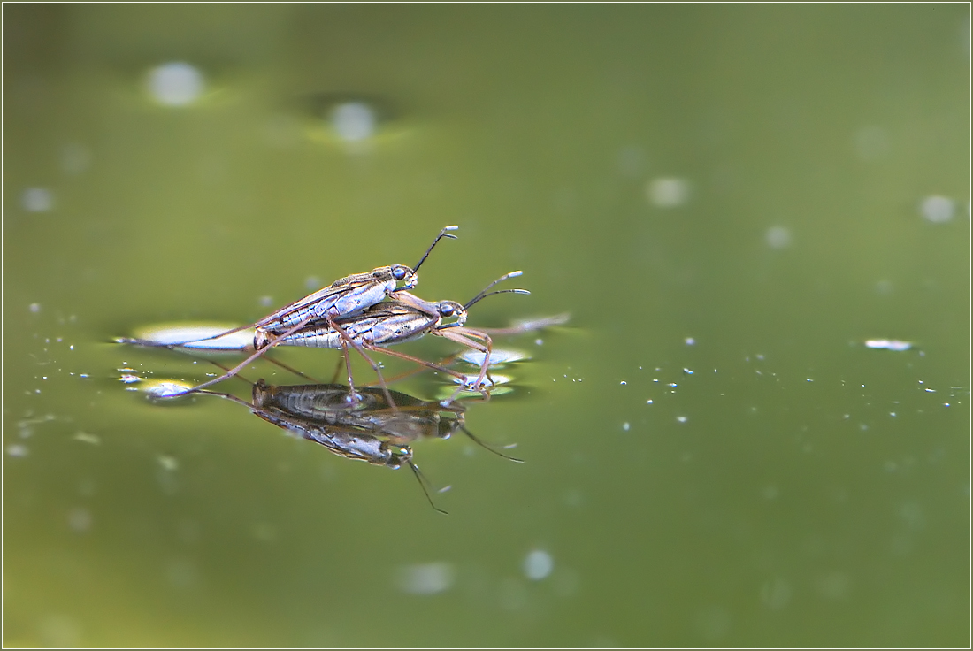 *Wasserläufer*