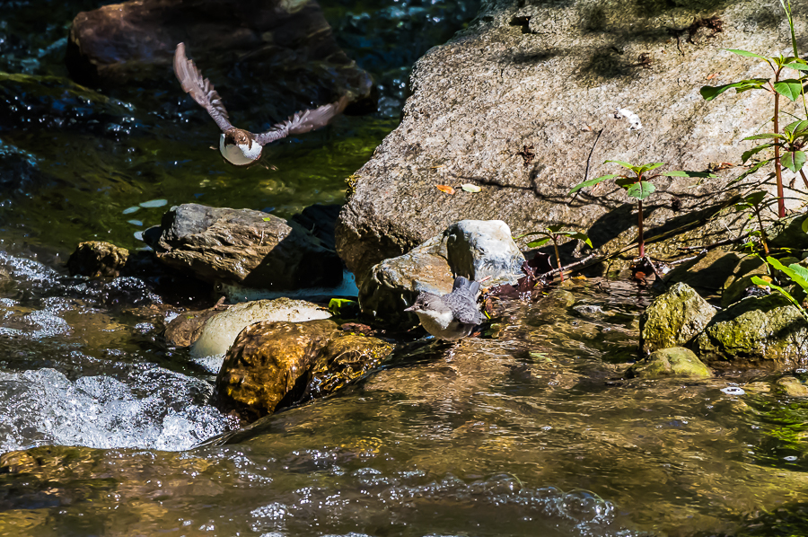 Wasseramsel (Cinclus cinclus)