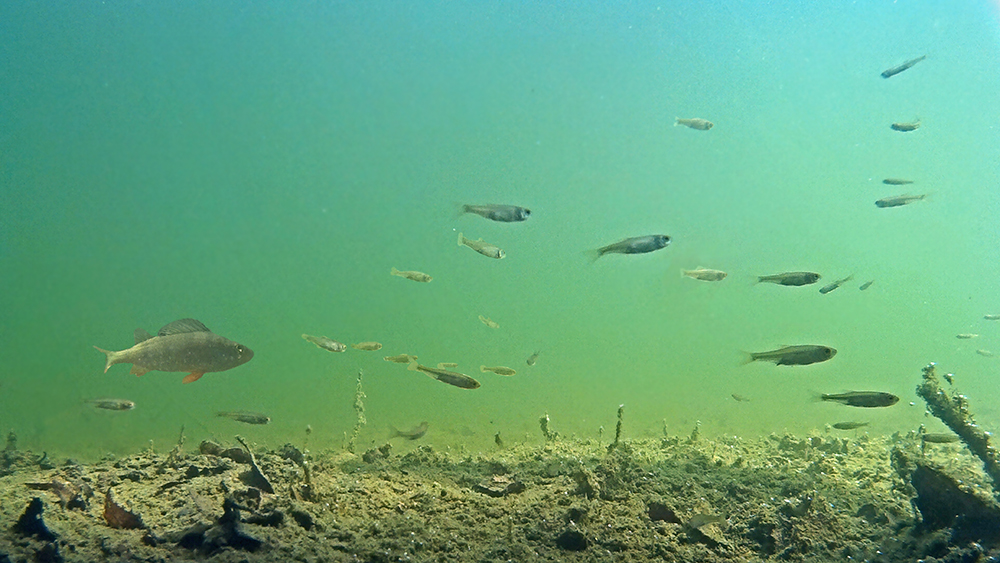 Jungfische und Barsch im Sandgrubenteich.