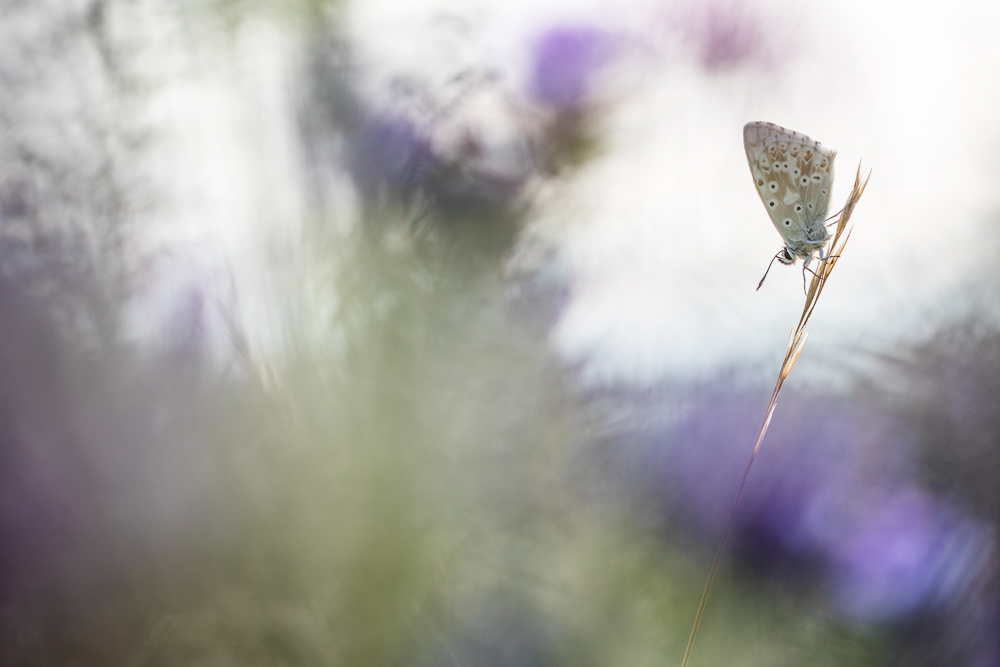 Sommerzeit