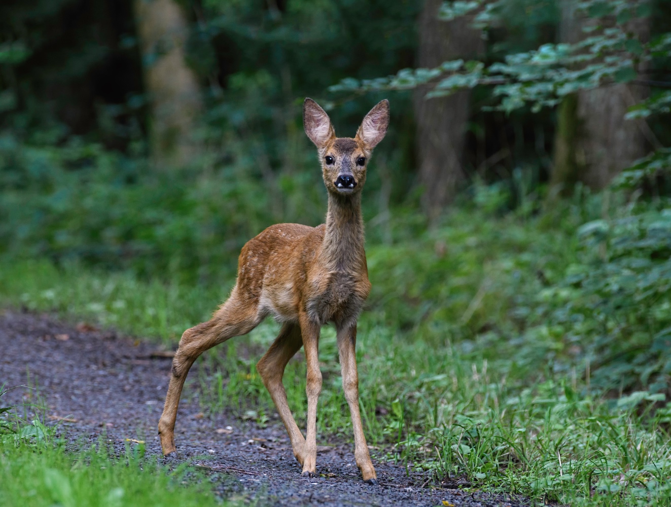 Bambi