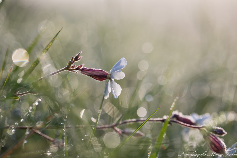 Blüte