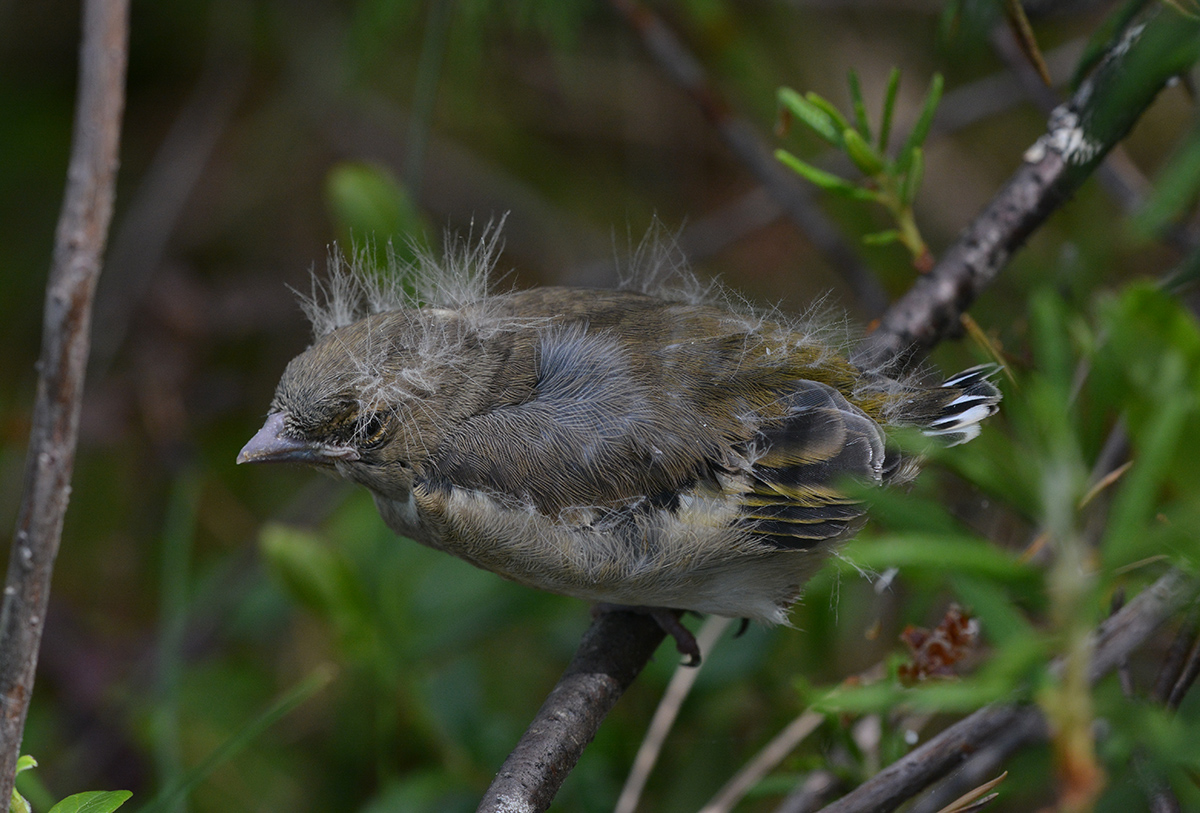 Aus dem Nest gefallen