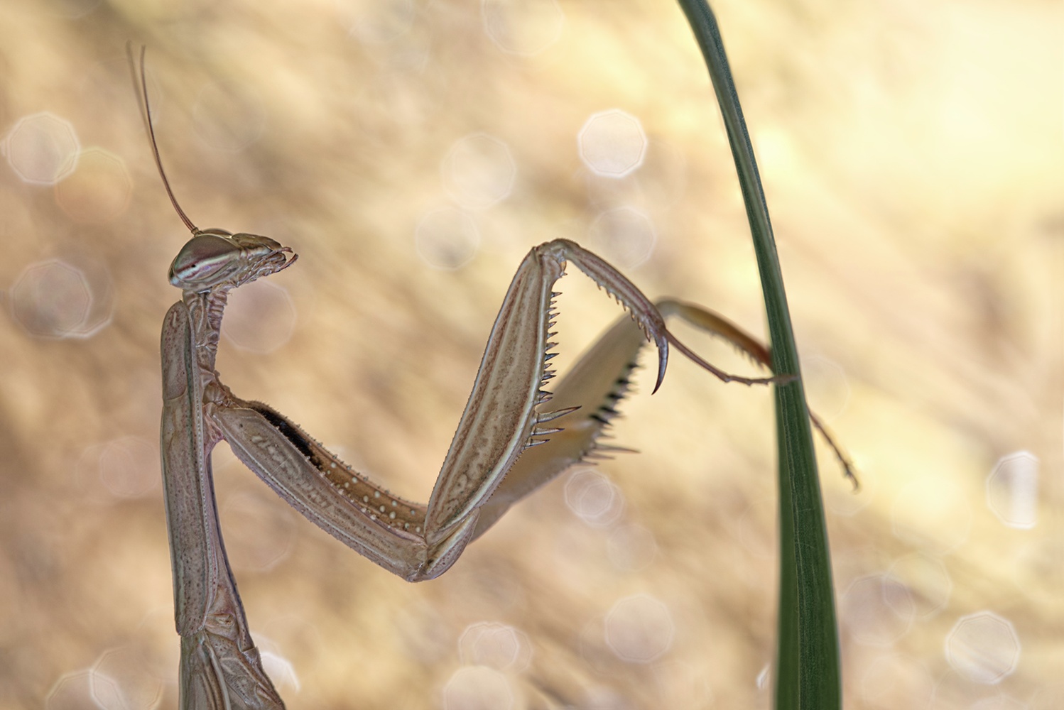 Mantis religiosa