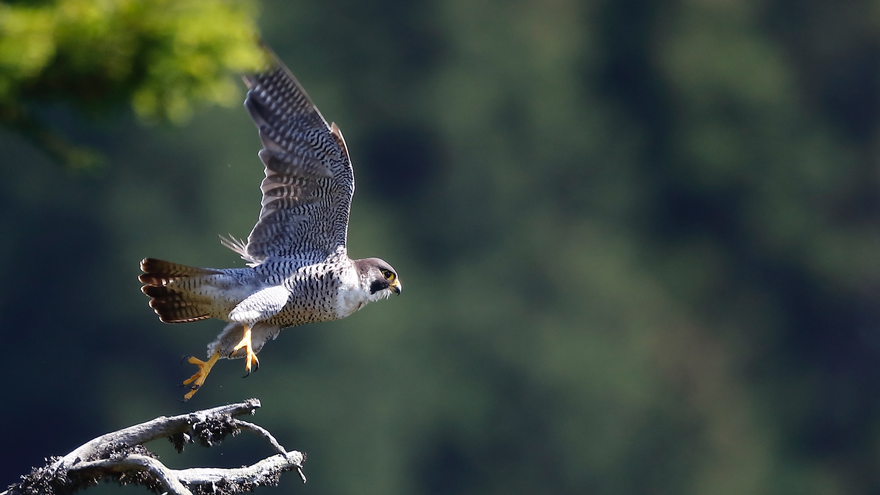 Wanderfalke wildlife am Brenner