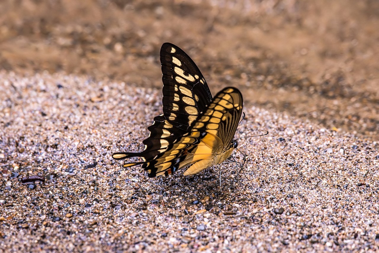 Papilio thoas