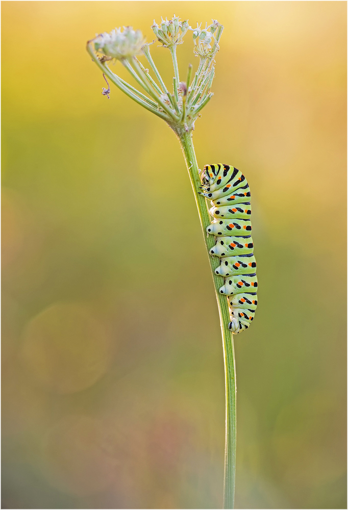 Schwalbi- Raupe