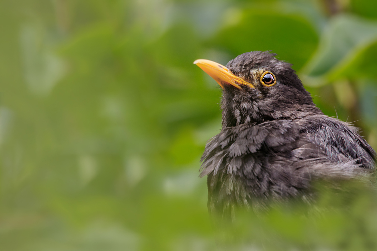 Amsel