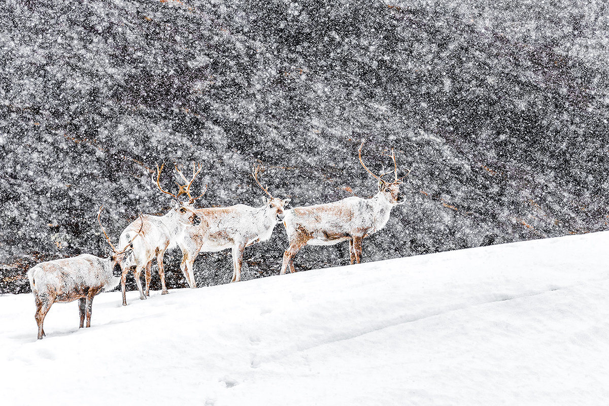 Suchen im Schneegestöber
