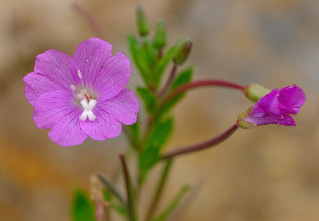 zottiges Weidenröschen (epilobium hirsutum)