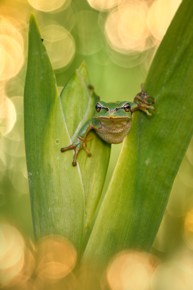 Europäischer Laubfrosch