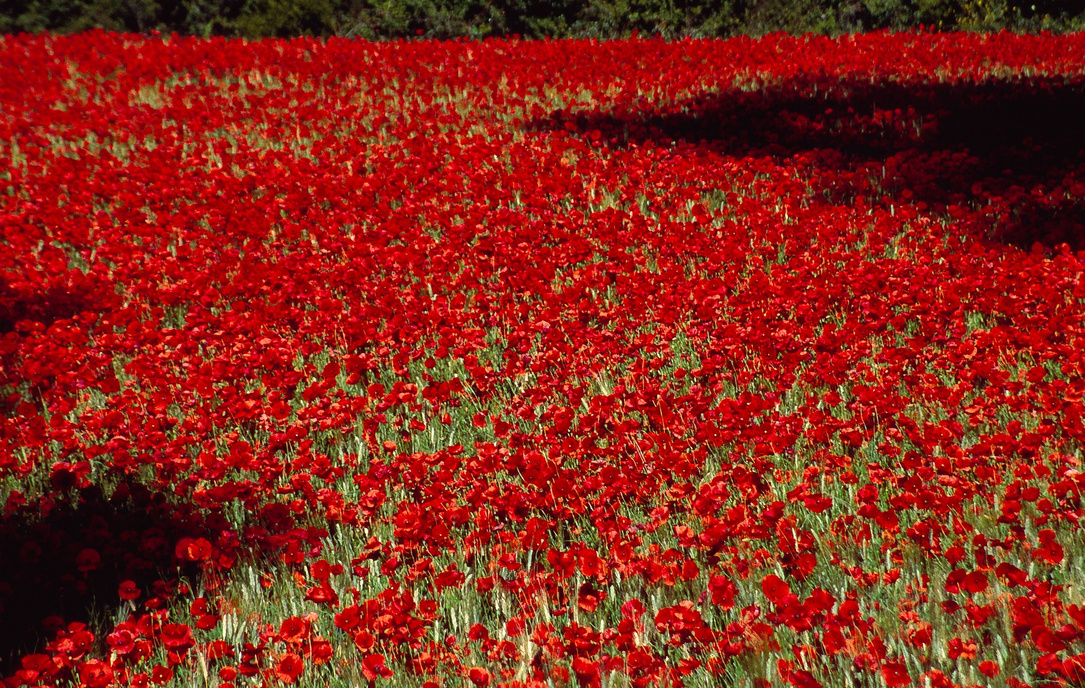 Alles rot.