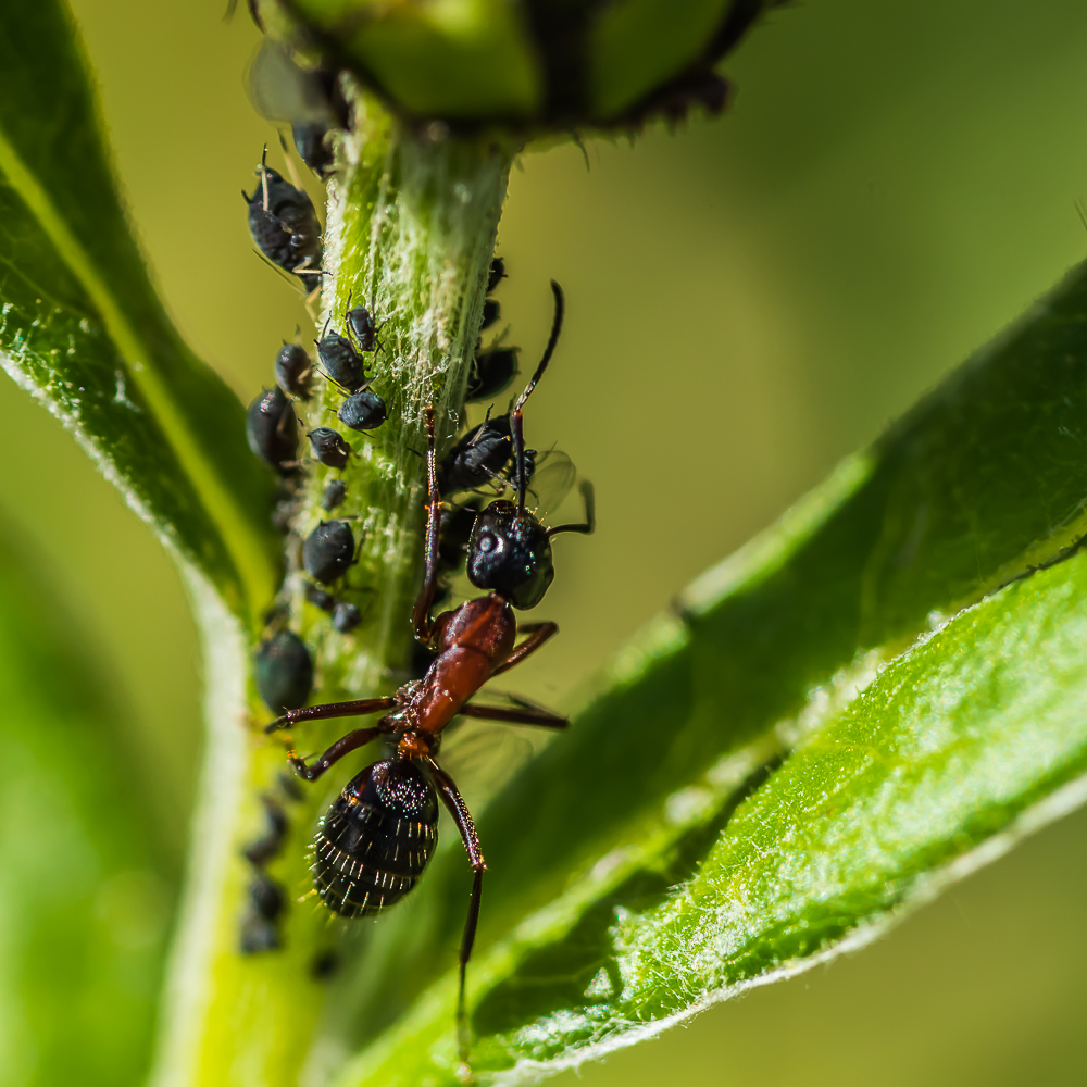 Symbiose von Ameisen und Blattläusen.