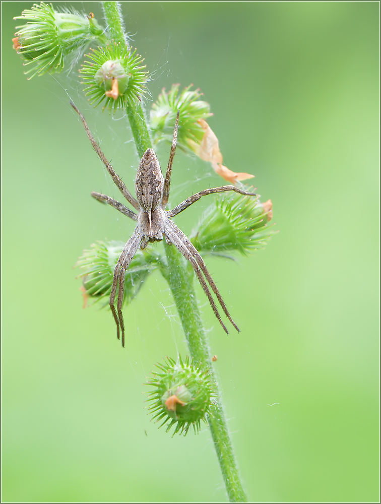 *Listspinne*