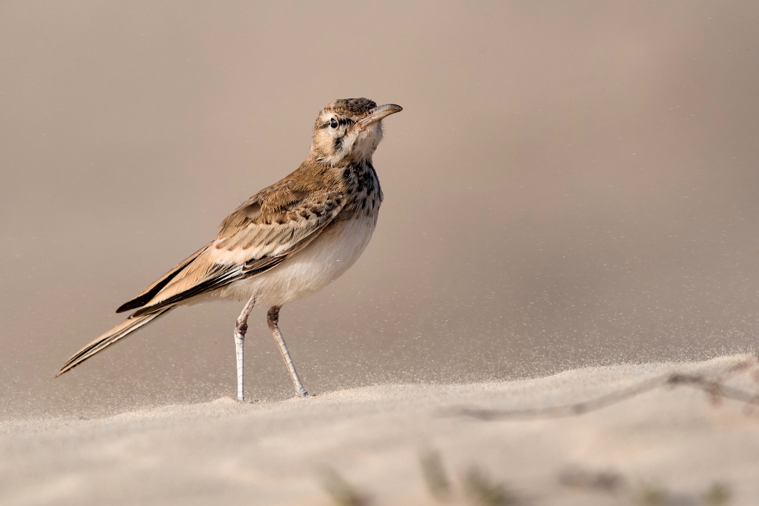 Keinen Sand im Gesicht